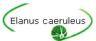 Elanus caeruleus