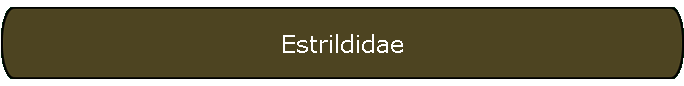 Estrildidae