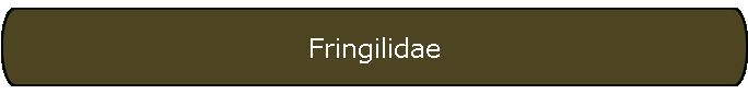 Fringilidae