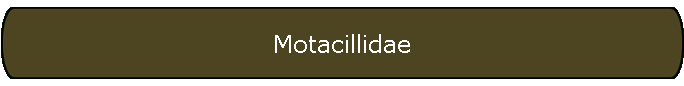 Motacillidae