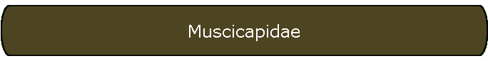 Muscicapidae