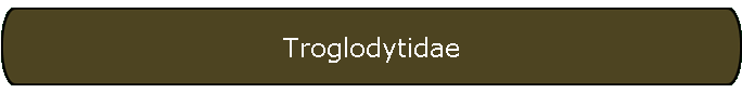 Troglodytidae