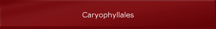 Caryophyllales