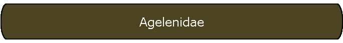 Agelenidae