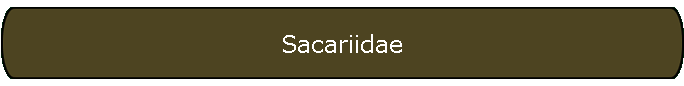 Sacariidae