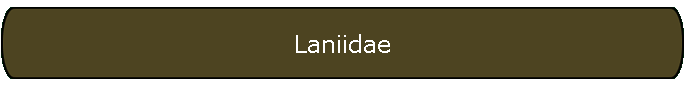 Laniidae