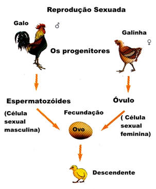 Reprodução dos animais