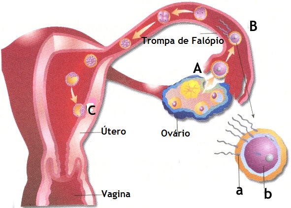 Fecundacao.jpg