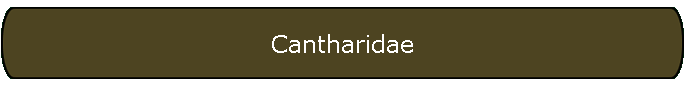Cantharidae