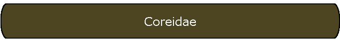 Coreidae