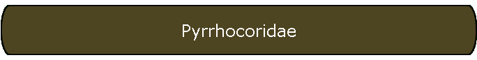 Pyrrhocoridae