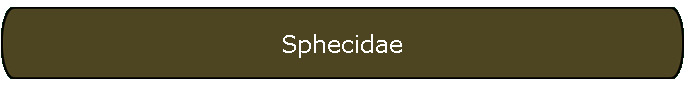 Sphecidae