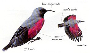 Trepadeira dos muros.jpg (41679 bytes)