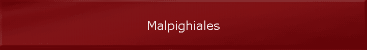 Malpighiales