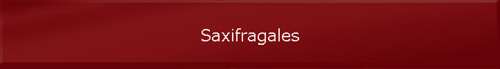 Saxifragales