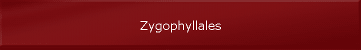 Zygophyllales