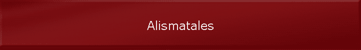 Alismatales