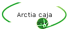 Arctia caja