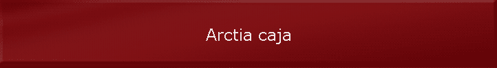 Arctia caja