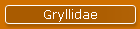 Gryllidae